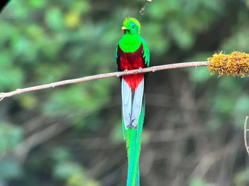 Quetzal